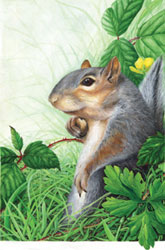 Squirrel in acrylics