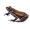 Frog - watercolour