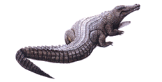 Crocodile - watercolour