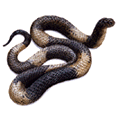 Snake - watercolour