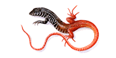 Lizard - watercolour