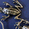 Earrings - frogs